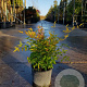 Nandina domestica 25-30 cm 3,0L