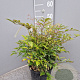 Nandina domestica 25-30 cm 3,0L
