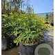 Nandina domestica 40-50 cm 15L