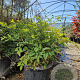 Nandina domestica 40-50 cm 15L