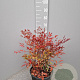 Nandina domestica 40-60 cm 10L