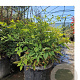 Nandina domestica 60-70 cm 15L