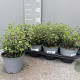 Origanum majorana P14