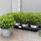 Origanum vulgare P14