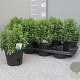 Origanum vulgare P14