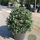 Osmanthus burkwoodii 50-60 cm 35L bol