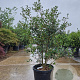 Osmanthus burkwoodii 80-100 cm 2,5L
