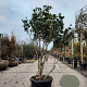 Osmanthus fortunei 140-160 cm container paraplu extra