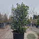 Osmanthus heterophyllus 125-150 cm cont. 90L extra
