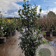 Osmanthus heterophyllus 150-175 cm 25L