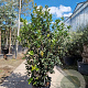 Osmanthus heterophyllus 150-175 cm 35L