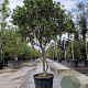 Osmanthus heterophyllus 150-175 cm container solitair 40-45