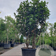 Osmanthus heterophyllus 175-200 cm container meerstammig