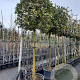 Osmanthus heterophyllus 180 cm stam container 20-25
