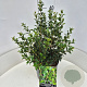 Osmanthus heterophyllus 40-50 cm 10L