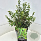 Osmanthus heterophyllus 40-50 cm 10L