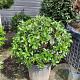 Osmanthus heterophyllus 50-60 cm container bol