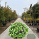 Osmanthus heterophyllus 50-60 cm container bol