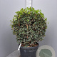 Osmanthus heterophyllus 80 cm 45L bol
