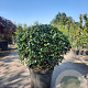 Osmanthus heterophyllus 80 cm 45L bol