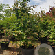 Parrotia persica 250-300 cm container meerstammig extra