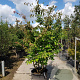 Parrotia persica 250-300 cm container meerstammig extra