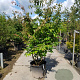 Parrotia persica 250-300 cm container meerstammig extra