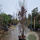 Parrotia persica 300-350 cm container meerstammig