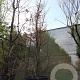 Parrotia persica 400-450 cm container