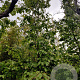 Parrotia persica 400-450 cm container