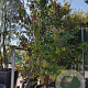 Parrotia persica 400-450 cm container solitair