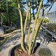 Parrotia persica 450-500 cm container paraplu