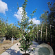 Parrotia persica 'Vanessa' 175-200 cm container meerstammig