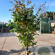 Parrotia persica 'Vanessa' 200-250 cm container meerstammig extra