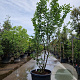 Parrotia persica 'Vanessa' 200-250 cm container meerstammig extra