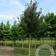 Parrotia persica 'Vanessa' 300-350 cm container extra