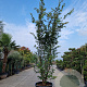 Parrotia persica 'Vanessa' 400-450 cm container meerstammig