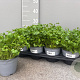 Petroselinum crispum P14