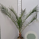 Phoenix canariensis 100-120 cm 9L