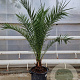 Phoenix canariensis 140-160 cm 20L