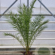 Phoenix canariensis 150-160 cm 14L piramide