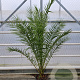 Phoenix canariensis 150-160 cm 14L piramide