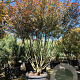 Photinia fraseri 'Robusta Compacta' 250-300 cm cont. 150L Parasol