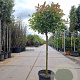 Photinia fraseri 'Red Robin' 100 cm stam container 60-80 bol