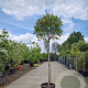 Photinia fraseri 'Red Robin' 120 cm stam container bol 50-60