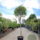 Photinia fraseri 'Red Robin' 120 cm stam container bol 50-60