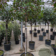 Photinia fraseri 'Red Robin' 120 cm stam container bol 50-60