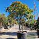 Photinia fraseri 'Red Robin' 150-175 cm cont. 95L paraplu
