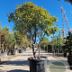 Photinia fraseri 'Red Robin' 150-175 cm cont. 95L paraplu