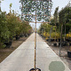 Photinia fraseri 'Red Robin' 160 cm stam container 10-12 lei 150x120